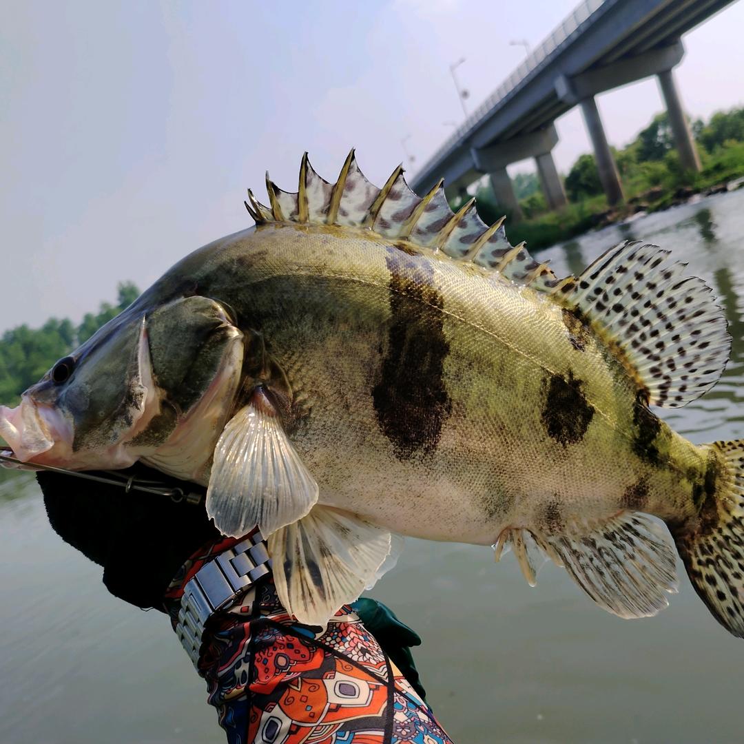 今个没钓鱼🎣