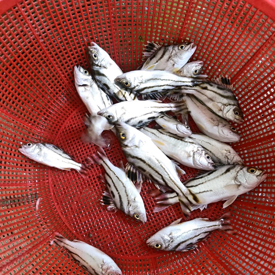 海边佳儿