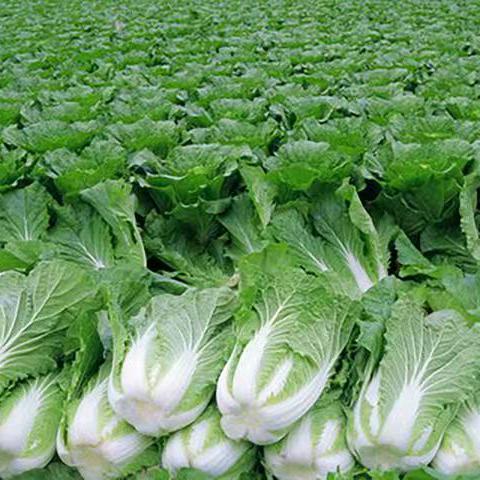 长治高价上门收菜哥