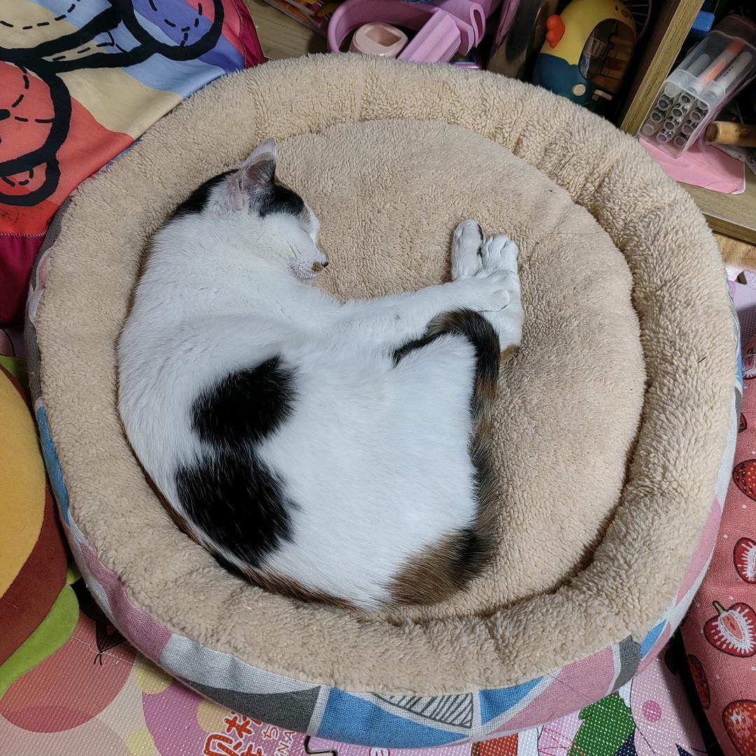 田小猫