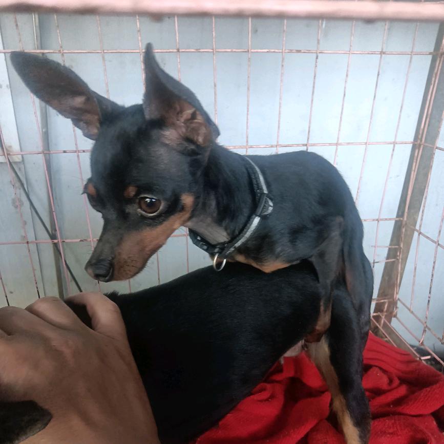 喜欢鹿犬的朋友看过来