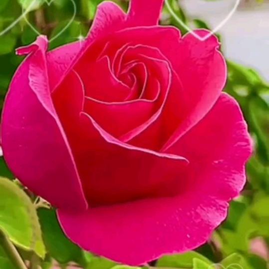 春花