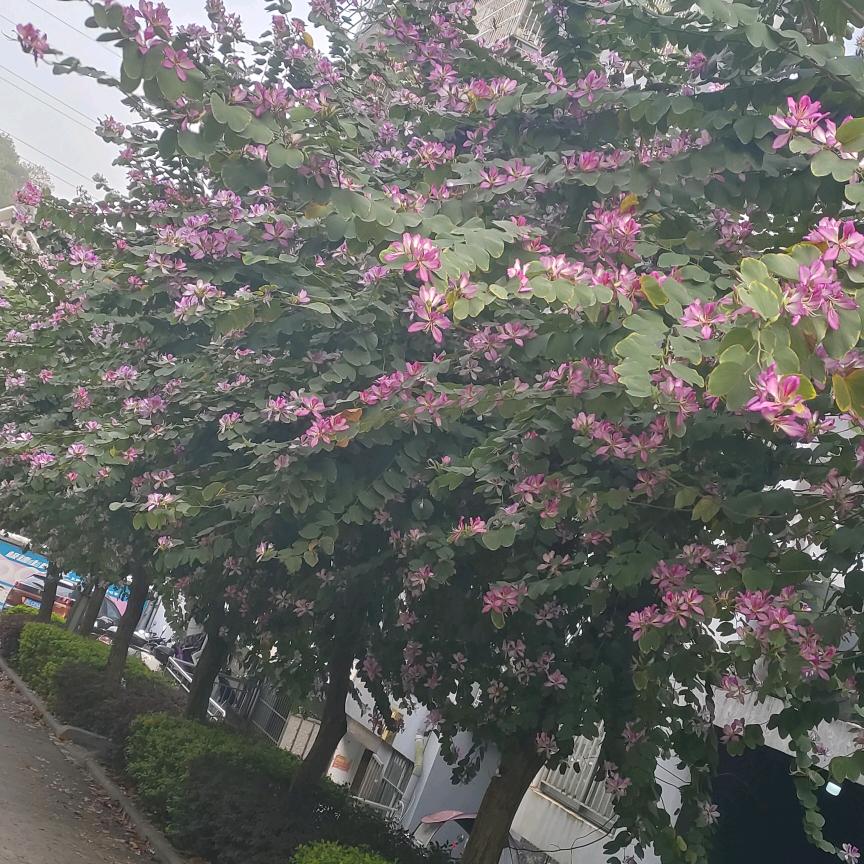 心静
