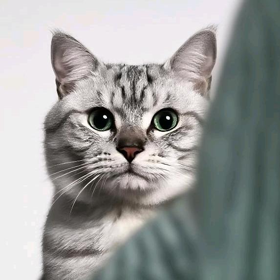 天哥会养猫