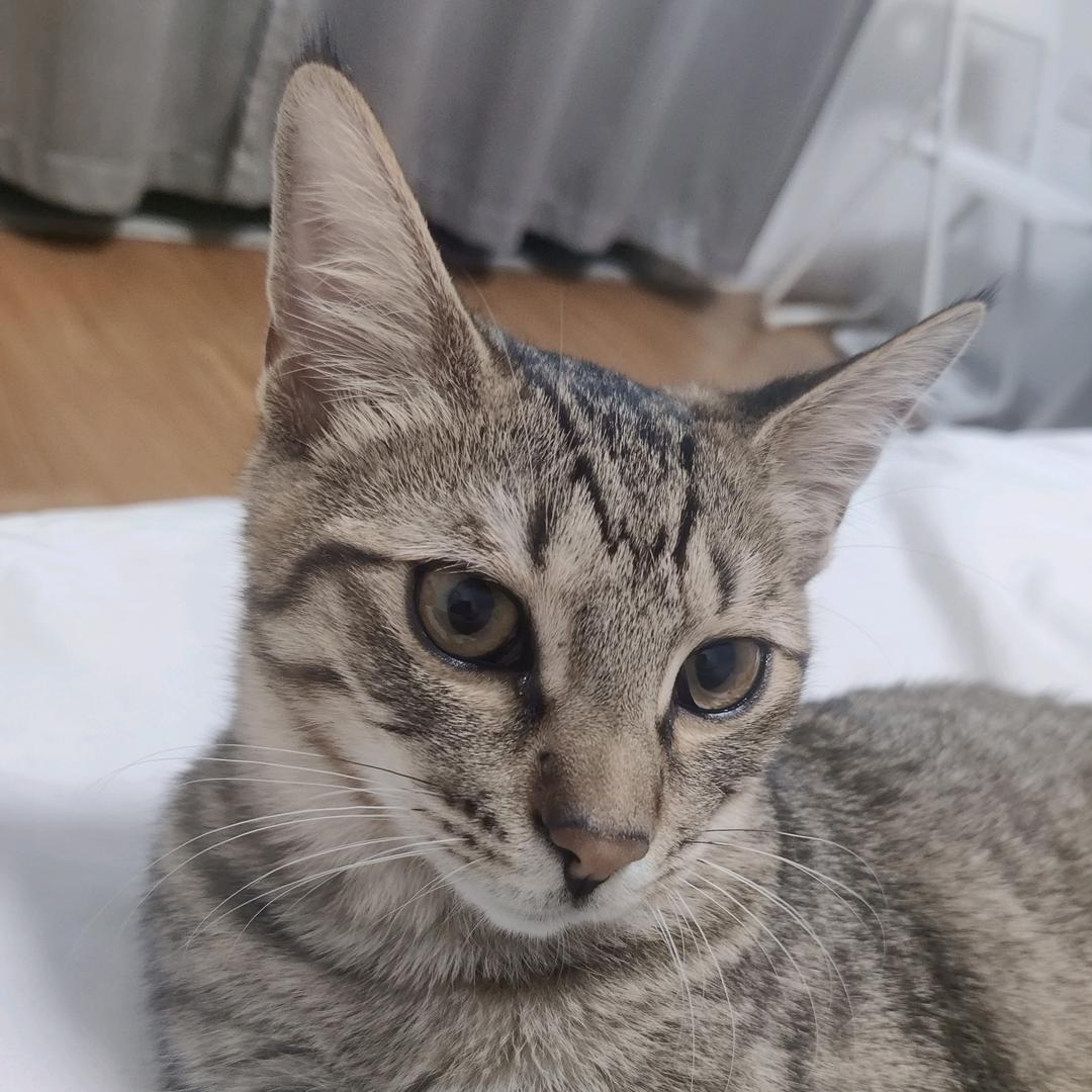一只小海参