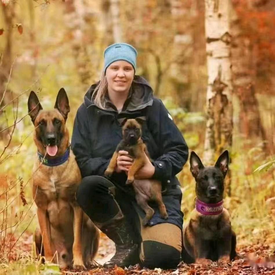兵哥专业养马犬助理