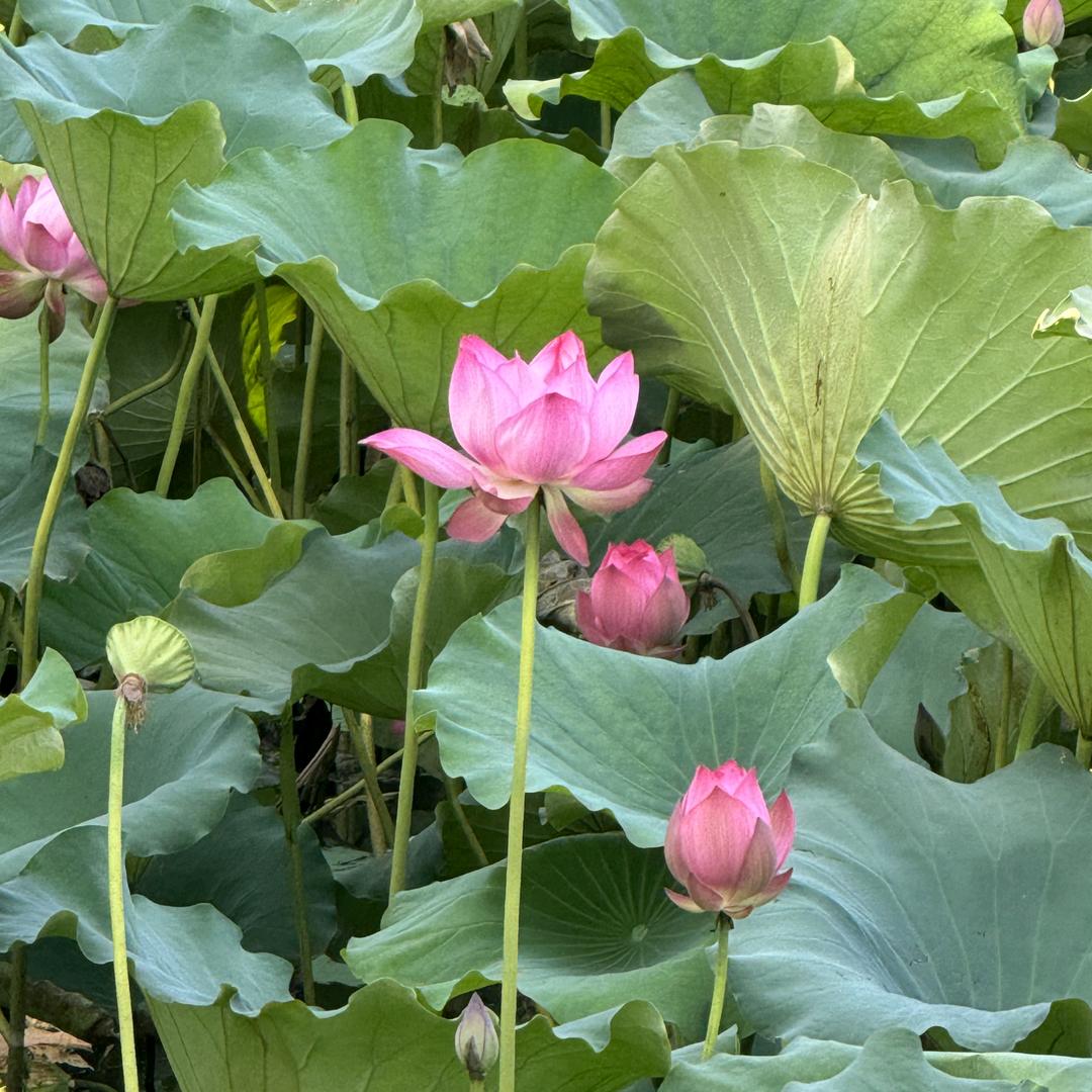 黄家老五