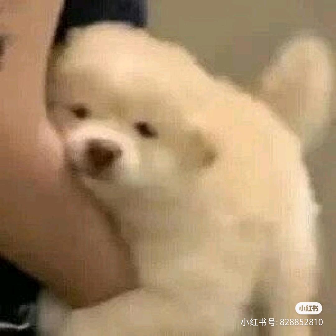 月亮终究是要西沉的