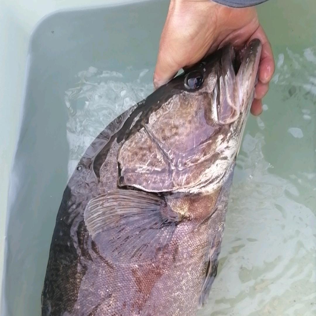 🦈鲜生