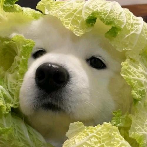 張.