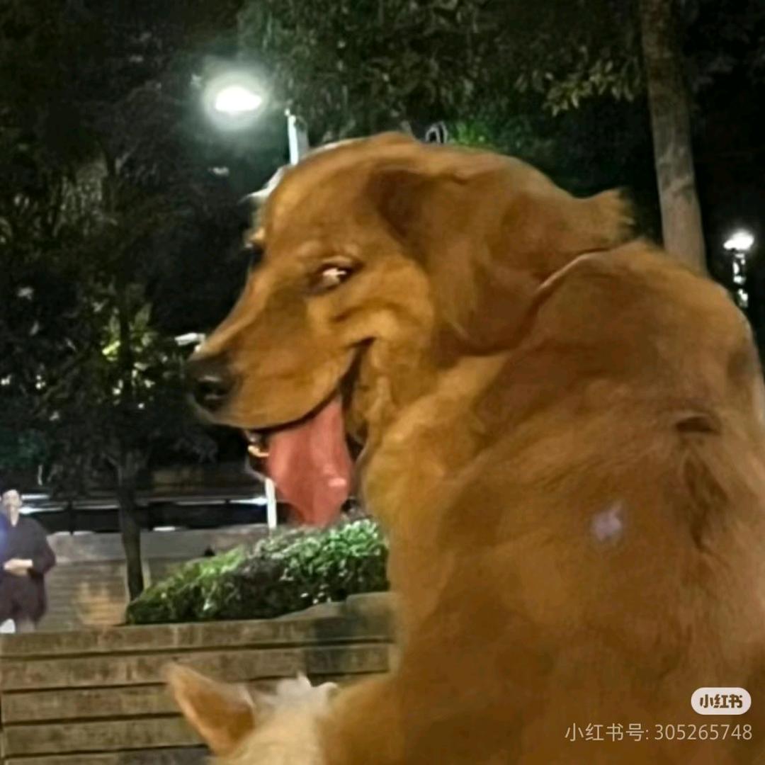 邪恶大黄狗福建分狗