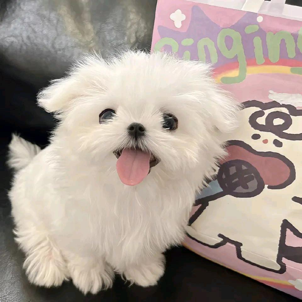 ⭐⭐⭐豆沙包包