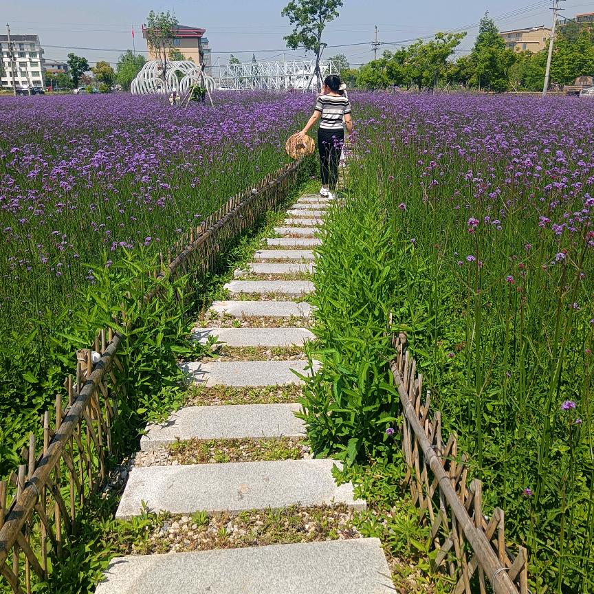 莉莉🏘（硬装中）
