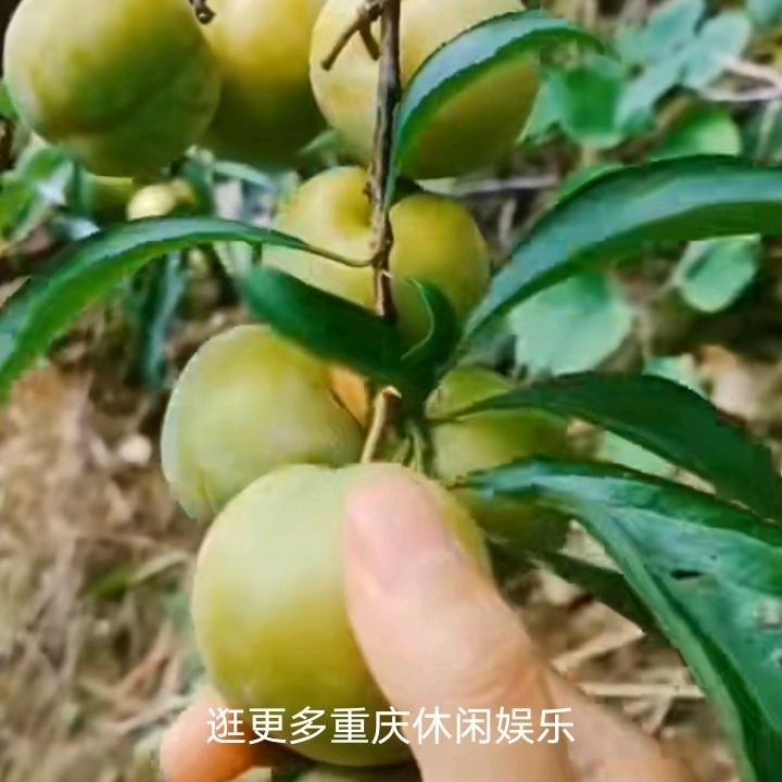 低调