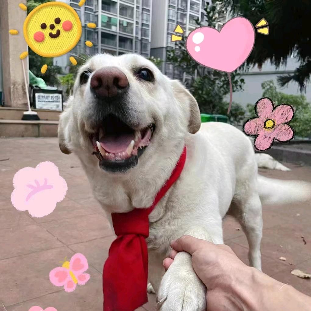 快乐天使猪多多