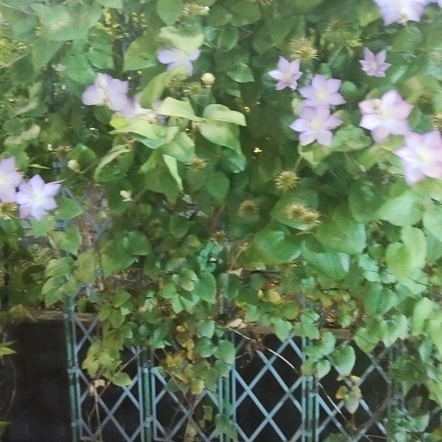 独角戏