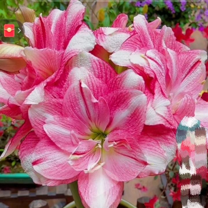 娜娜花园【养花人】