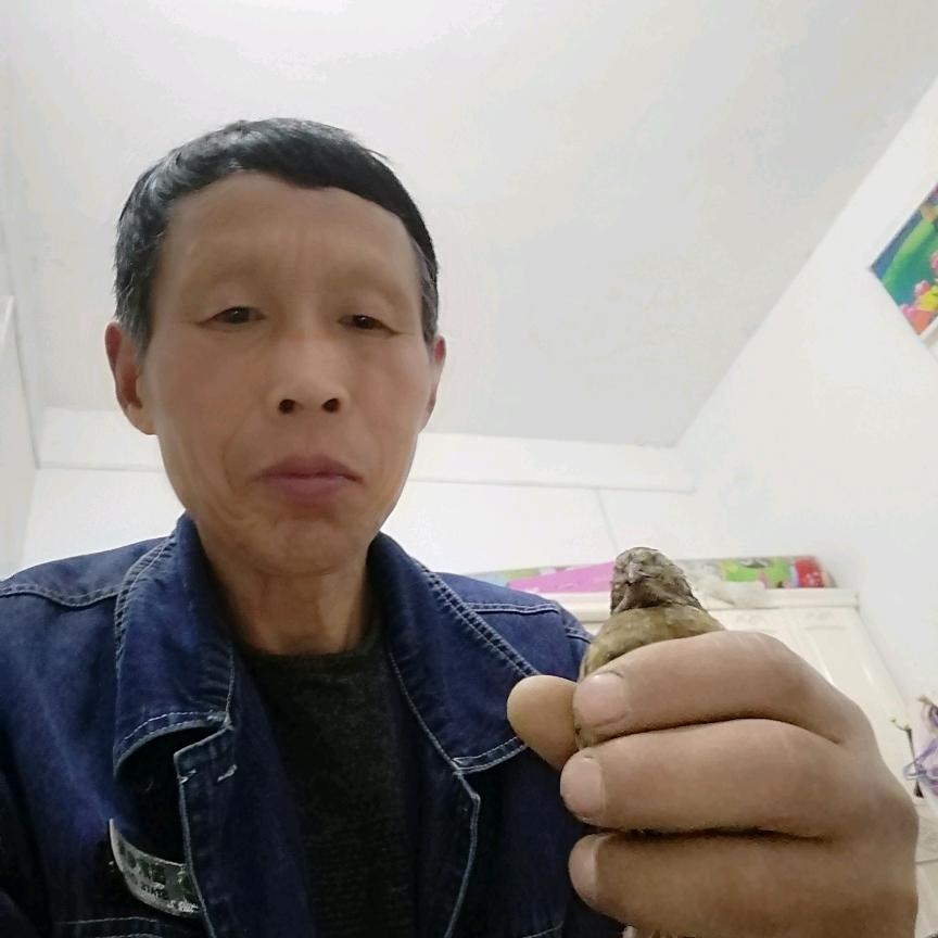 抖鹌鹑