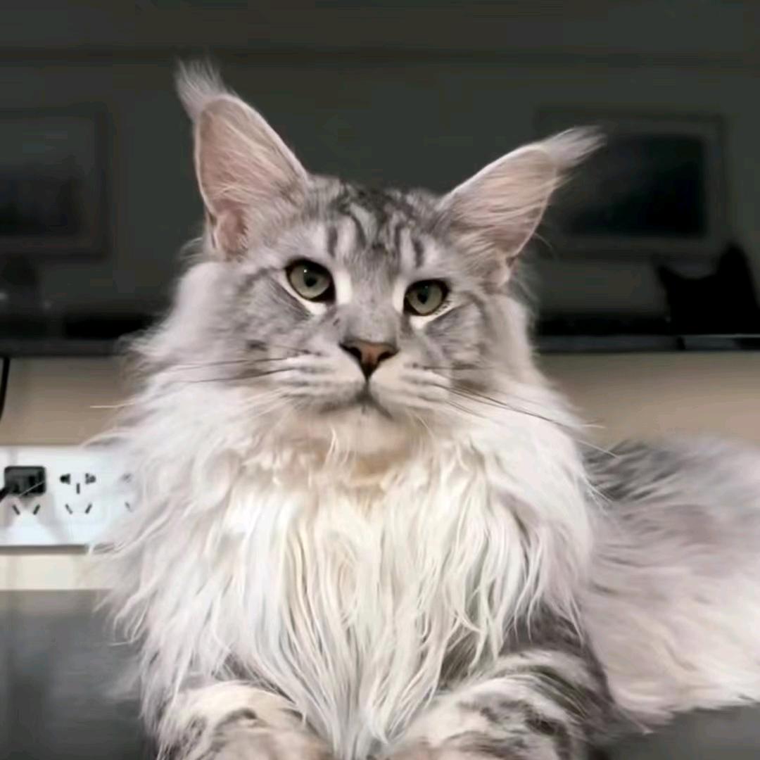 缅因宝宝日常生活