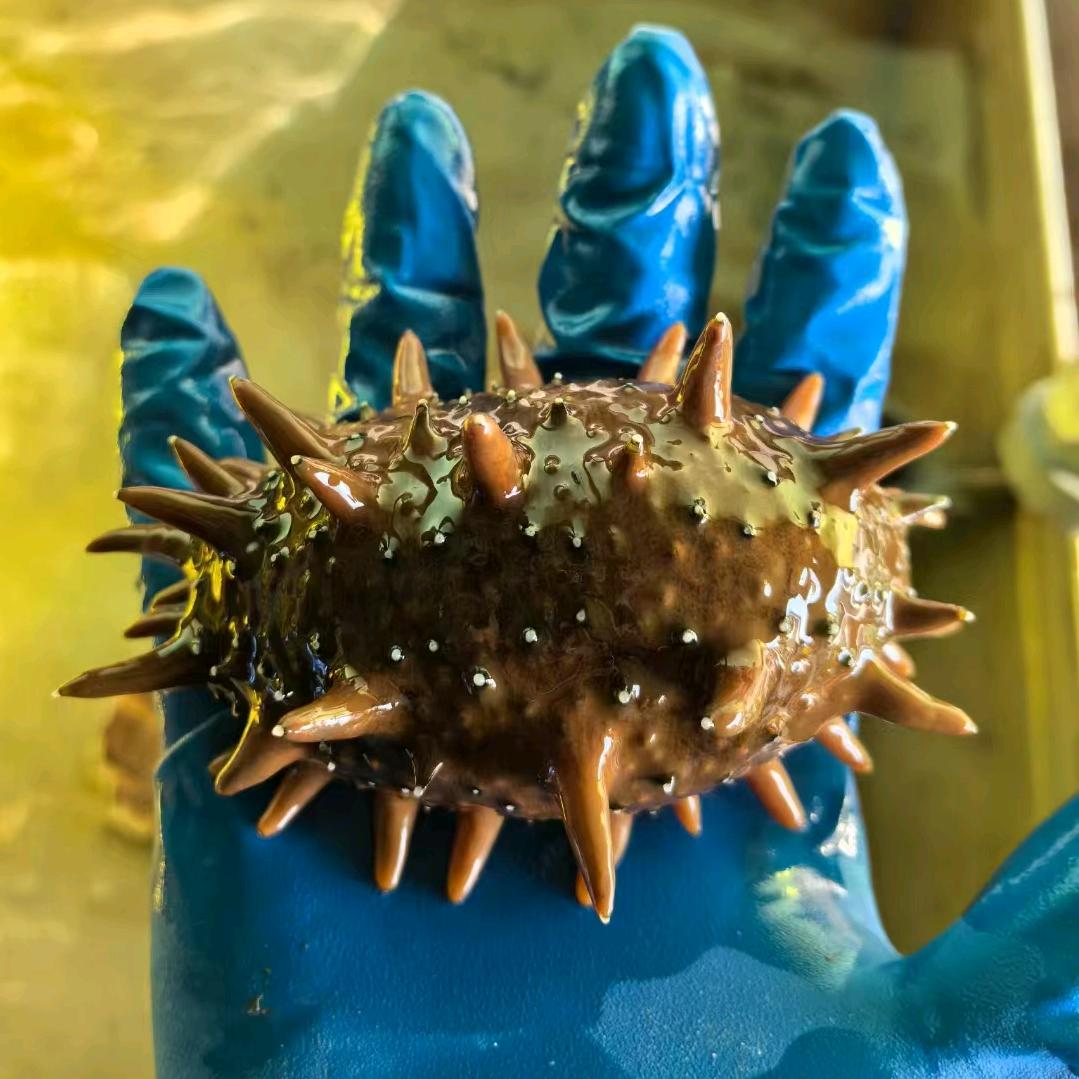 远东俄罗斯海参商行