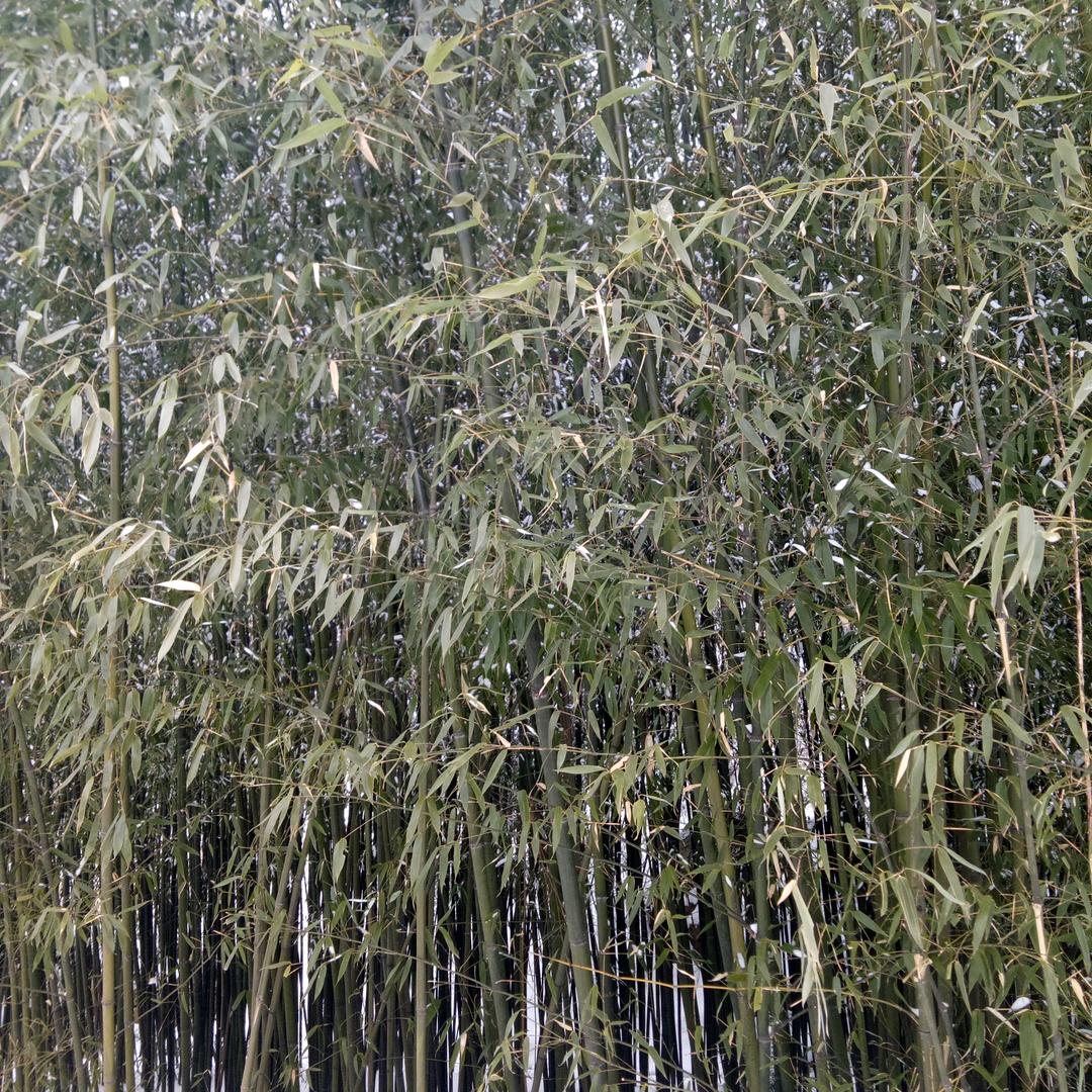 明明521