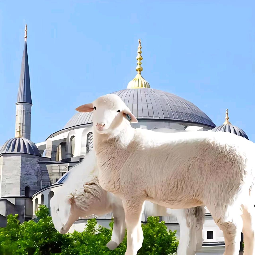 东乡贡羊-东沃清牧国际食品