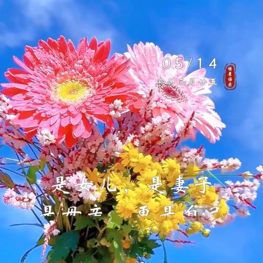 映日荷花
