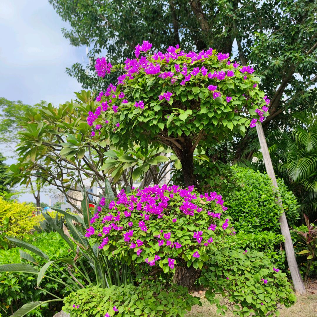 大夏