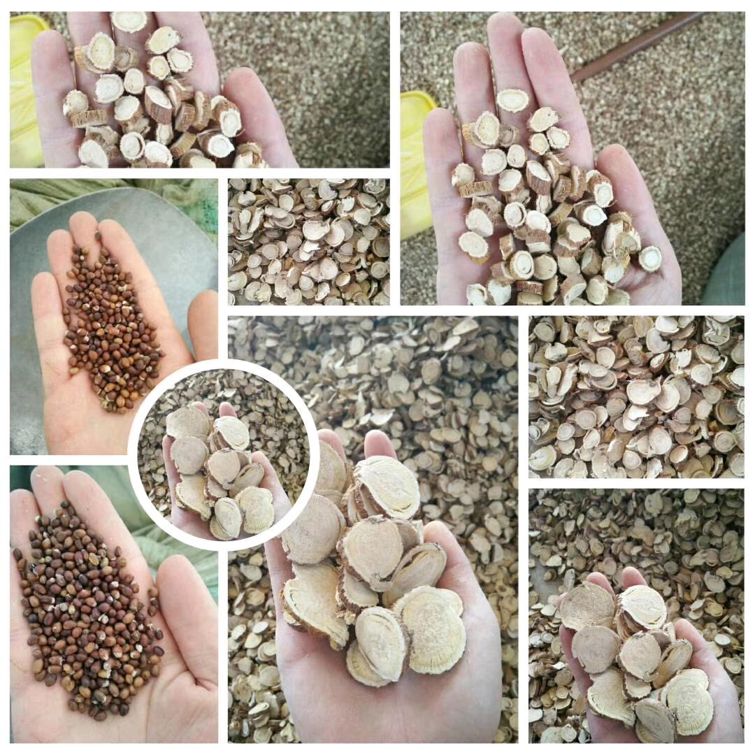 苦参 苍术 大货（产地直销各种规格齐全）
