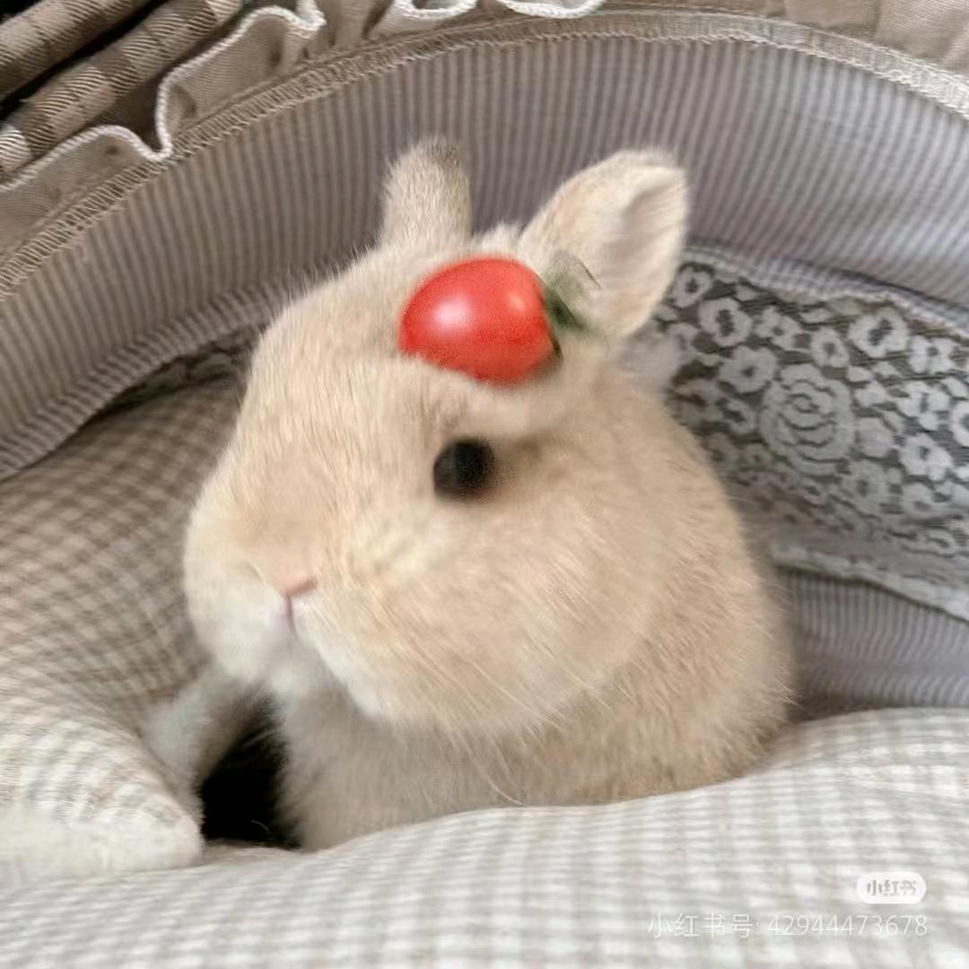 香香软软的兔子🐰