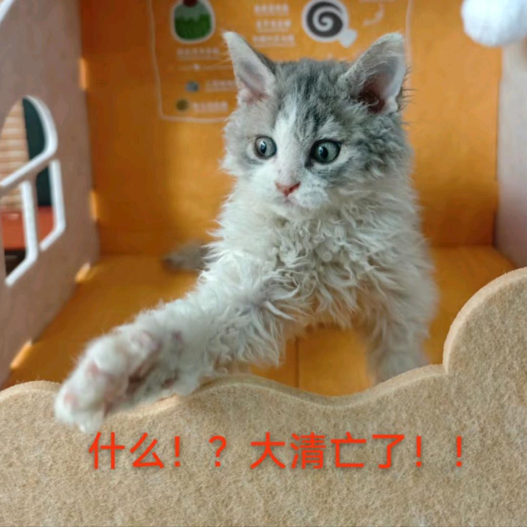 璇子的养猫日记