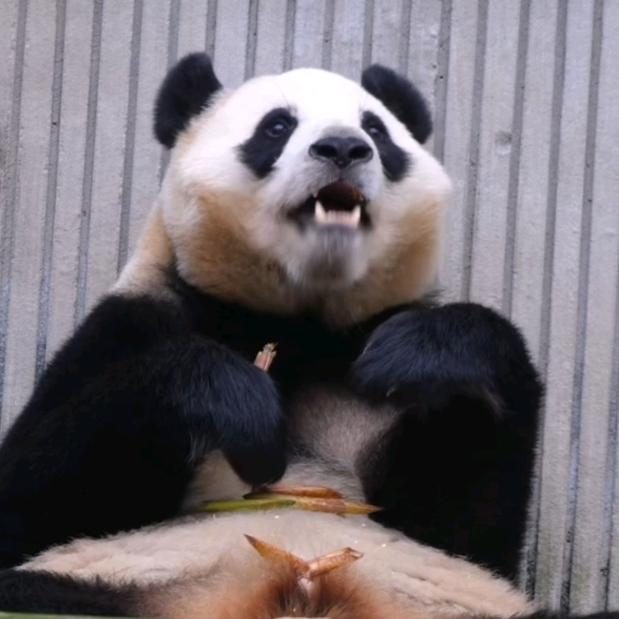潘达国宝（鑫鑫泰合）