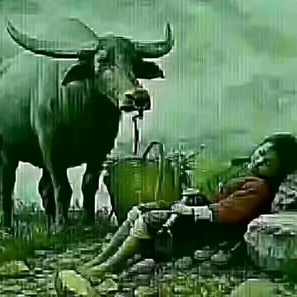 蒲姐，肉牛及蚯蚓养殖