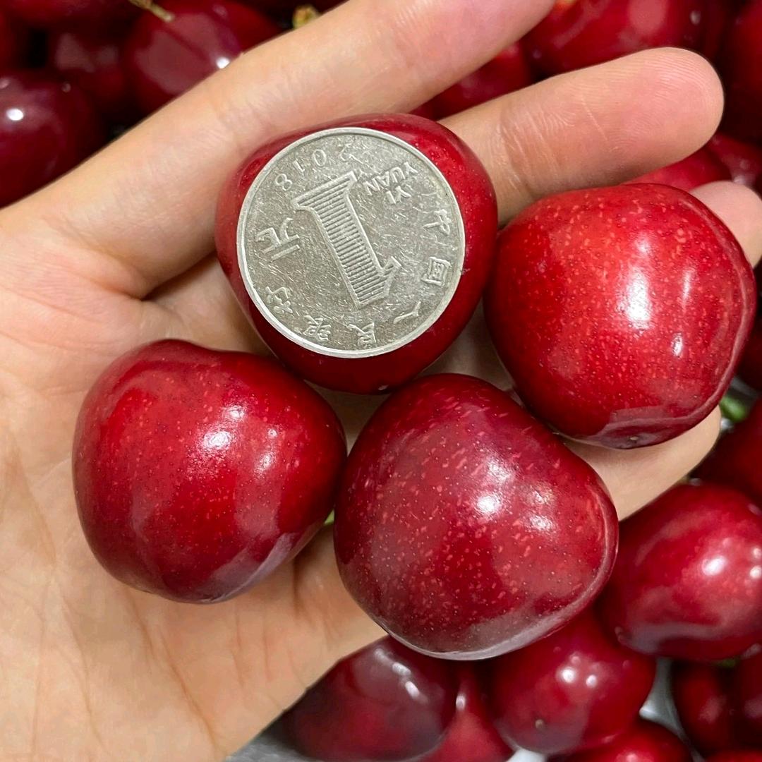 烟台大樱桃（自家果园）