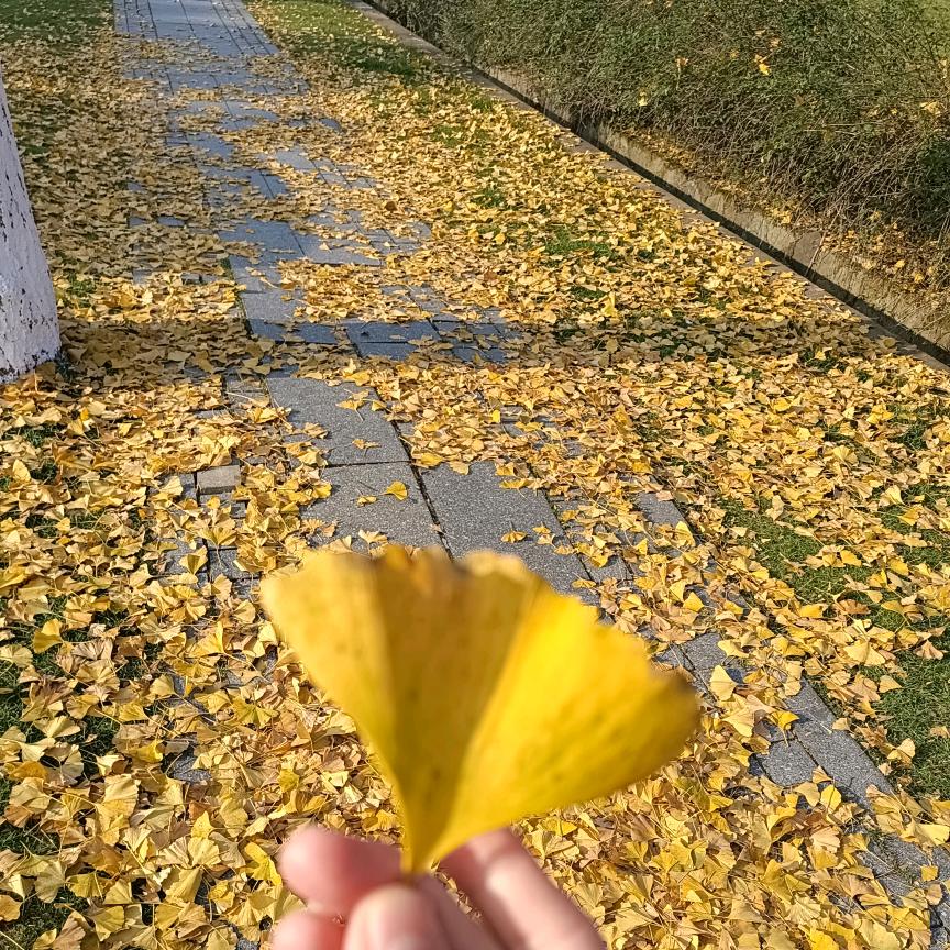 XYBG