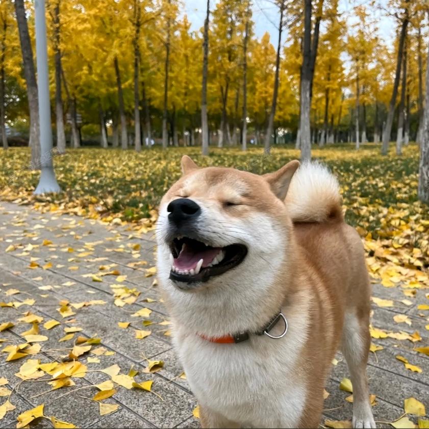 小韩哥