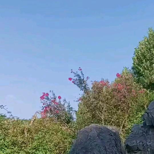 佛面辣手