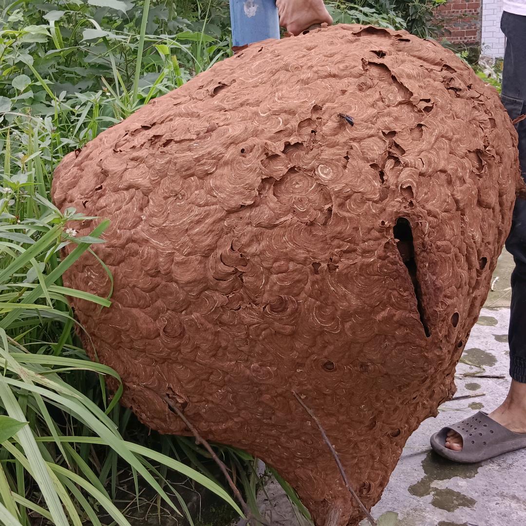 雄霸马蜂