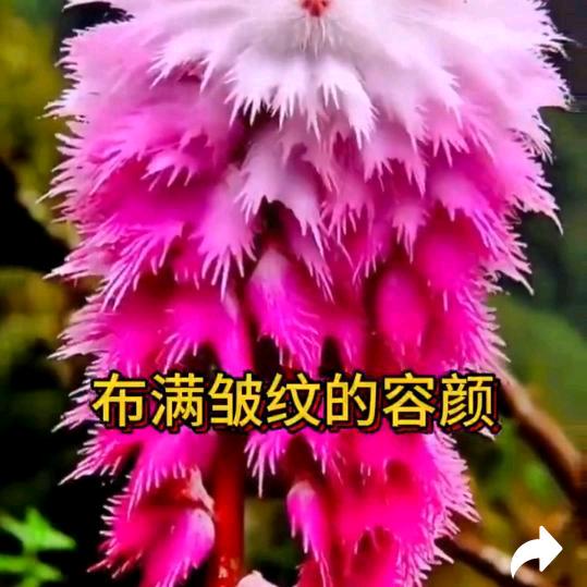 刘六娣