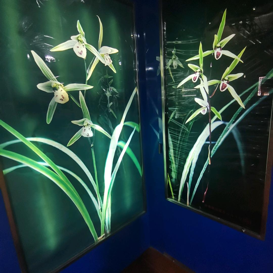 2025好运连连，发！发！发！