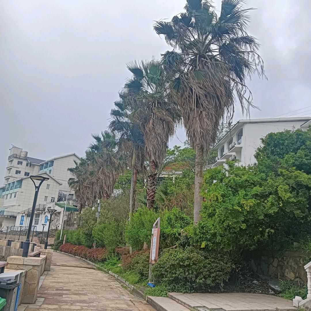 邯郸县陈(71年🐷)