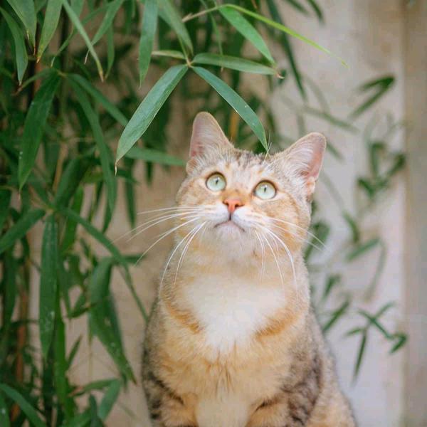 道友，看我作品