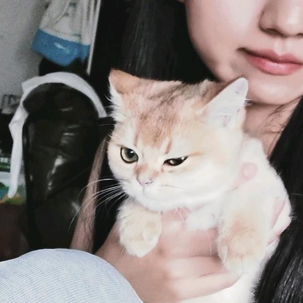 阿达不器