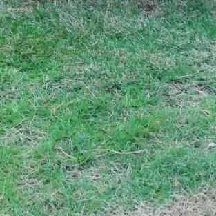 黑夜里的向日葵