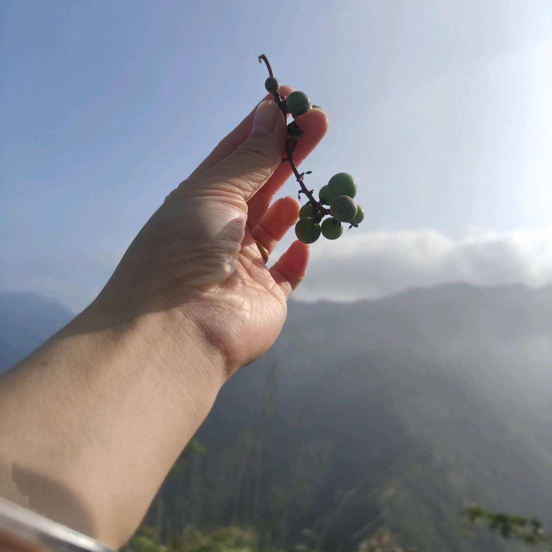 池塘里快乐的小青蛙