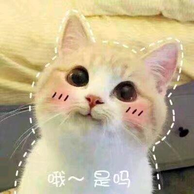 喵喵酱💛