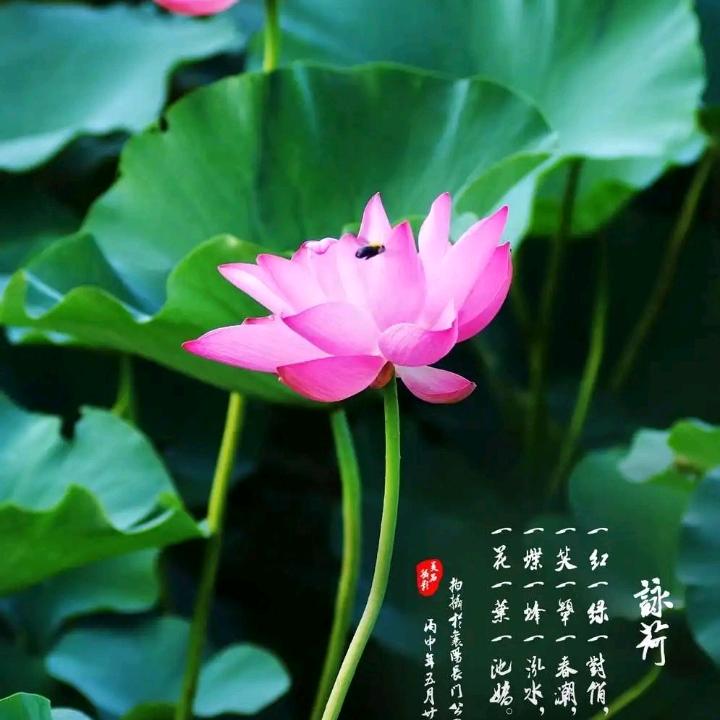 随缘