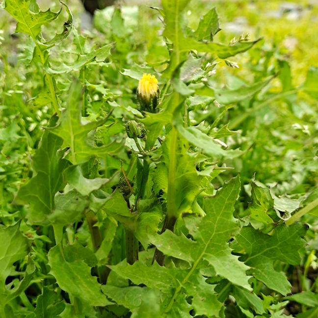 被风吹走的油菜叶