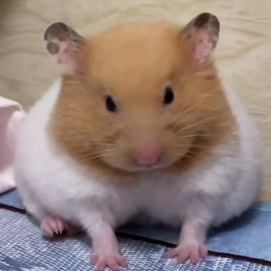 蛤蟆小猪