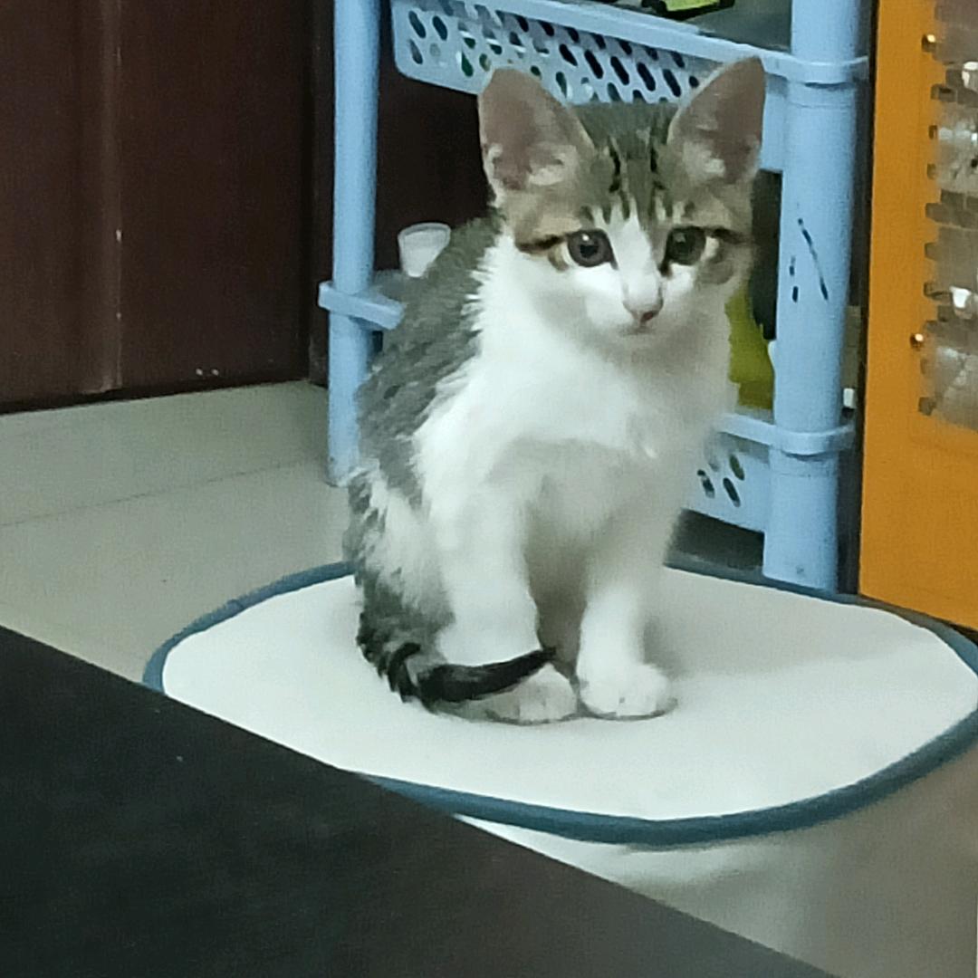 王者